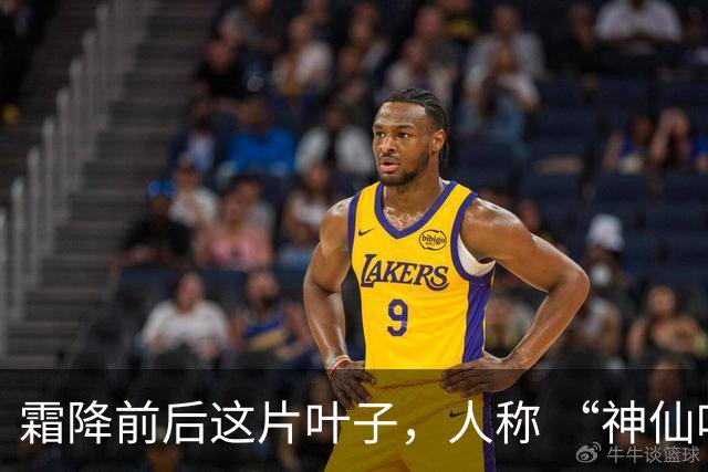 霜降前后这片叶子，人称 “神仙叶”！晒干熬汤泡水喝，润肺疏肝！
